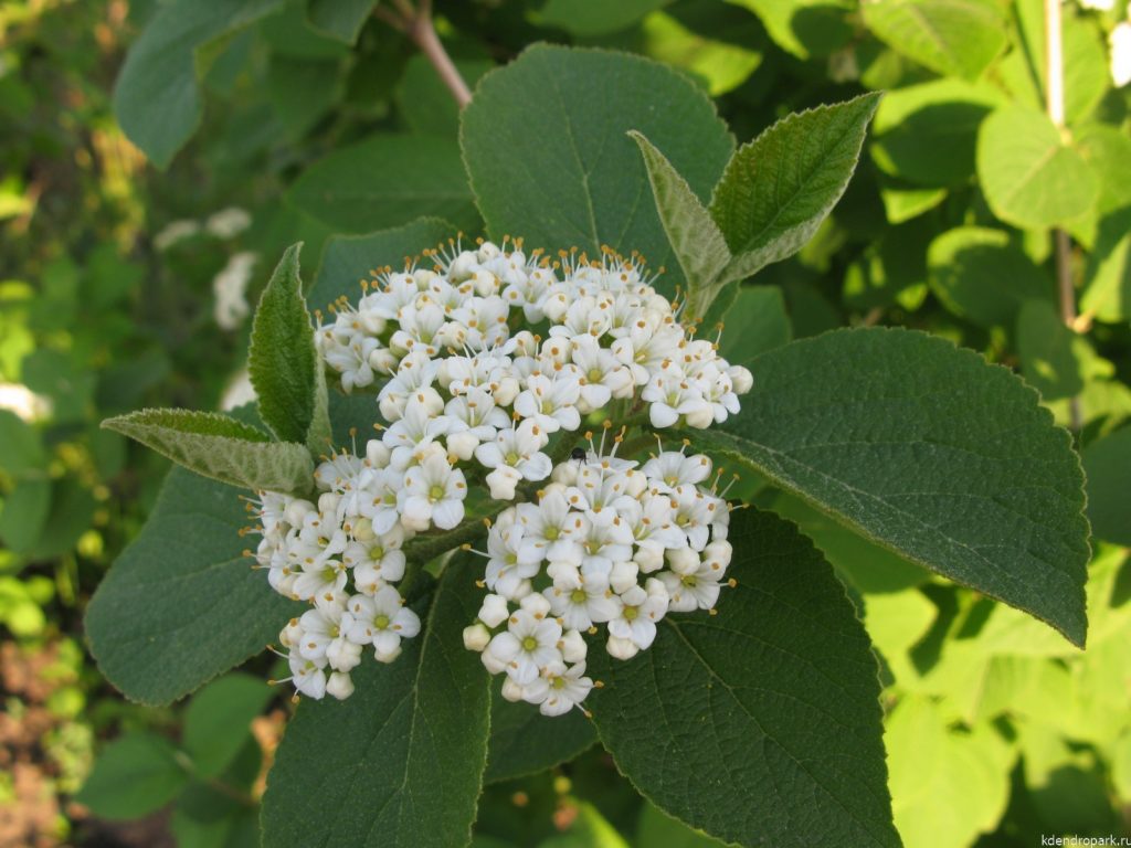 Калина Гордовина