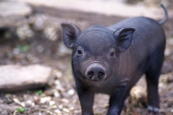 Кормление вьетнамских свиней в домашних условиях: видео
