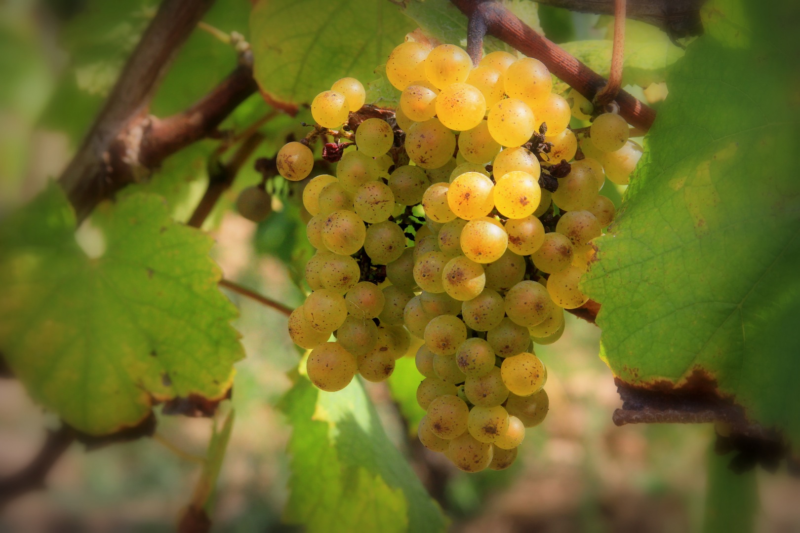 Крымский виноград