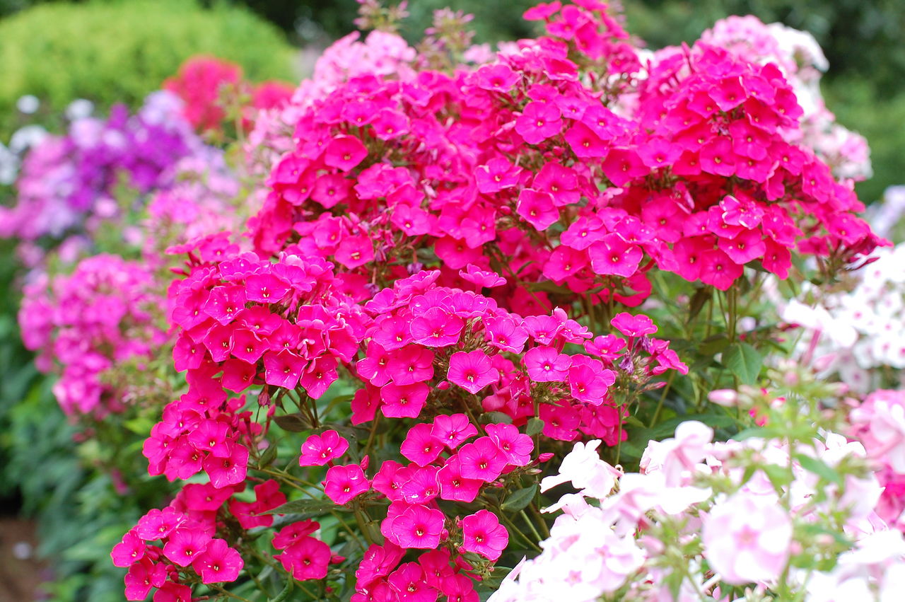 Многолетние цветы для сада с названиями, описаниями и фото: весенние, летние, осенние + преимущества многолетников