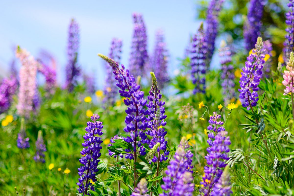 Многолетние цветы для сада с названиями, описаниями и фото: весенние, летние, осенние + преимущества многолетников