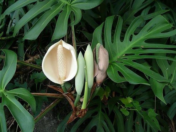 Монстера: почему нельзя держать дома тропическое растение