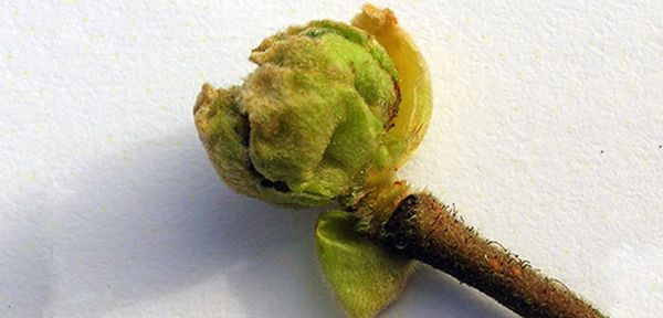 Неприхотливый сорт черной смородины Зеленая дымка