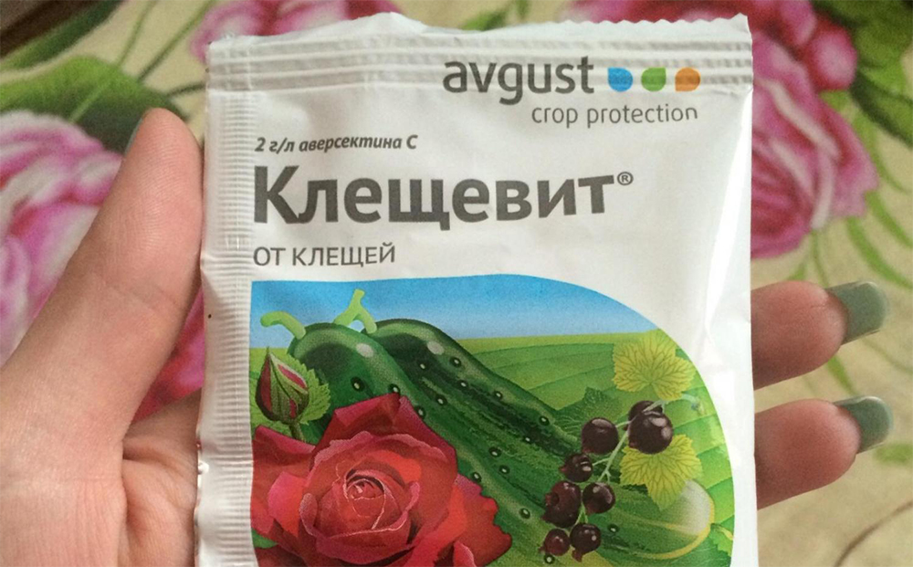 Обработка крыжовника от вредителей и болезней