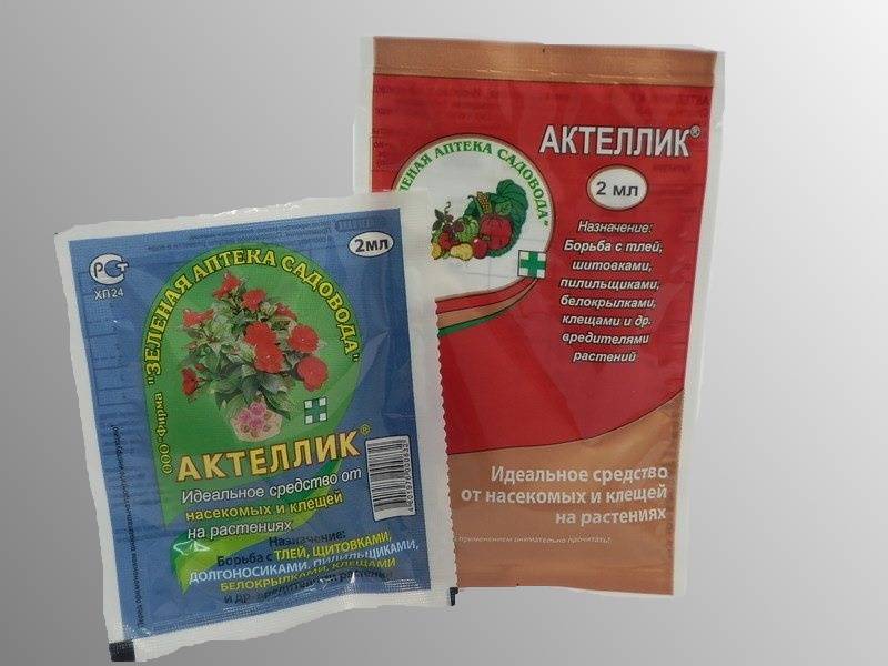 Обработка крыжовника от вредителей и болезней