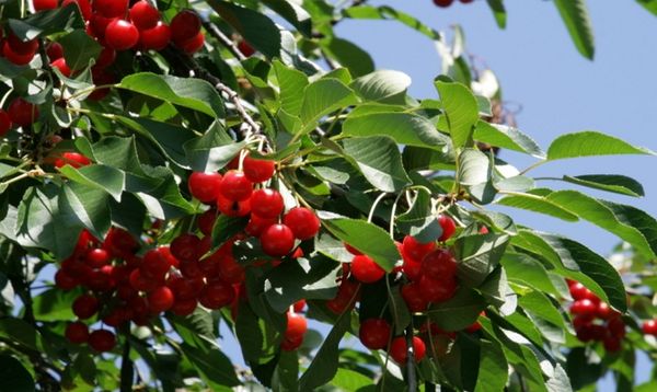 Обзор 8 лучших сортов вишни для Урала