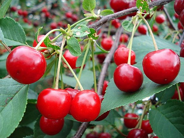 Обзор 8 лучших сортов вишни для Урала