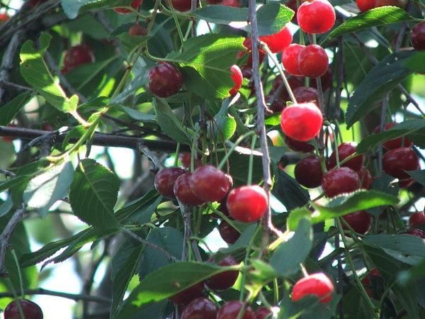 Обзор 9 лучших сортов вишни для Ленинградской области