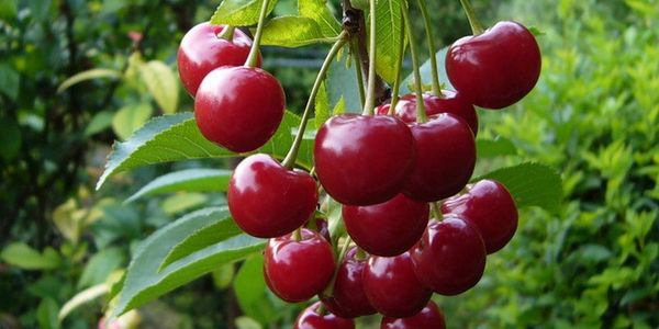 Обзор 9 лучших сортов вишни для Ленинградской области