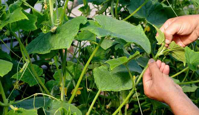 Огурец Щука F1: описание сорта, выращивание, фото и отзывы садоводов