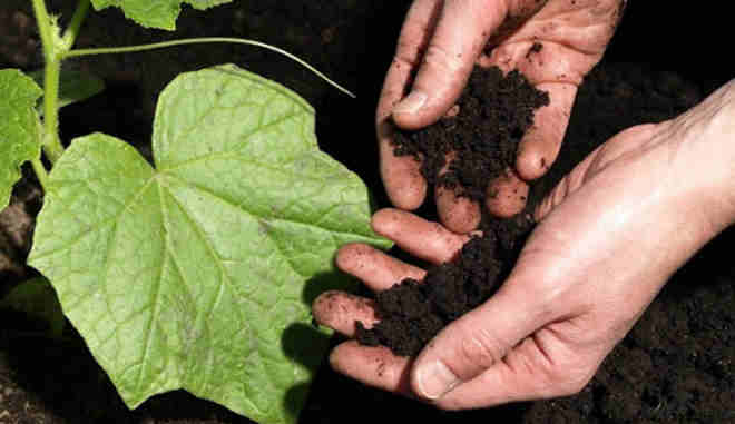 Огурец Тести Грин F1: описание и важные правила выращивания сорта