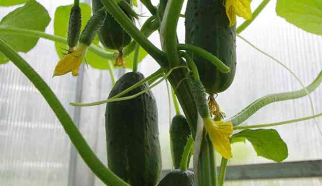 Огурец Трюкач f1: описание сорта, выращивание, фото, отзывы садоводов