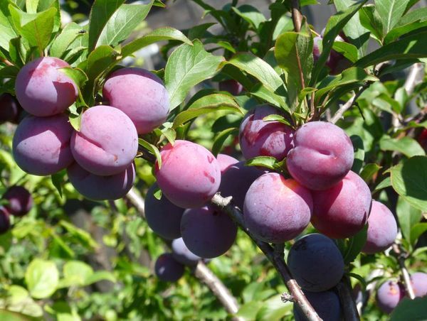 Описание и популярные сорта гибрида вишни и сливы