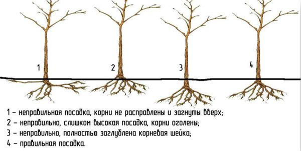 Описание и правила выращивания груши Московская