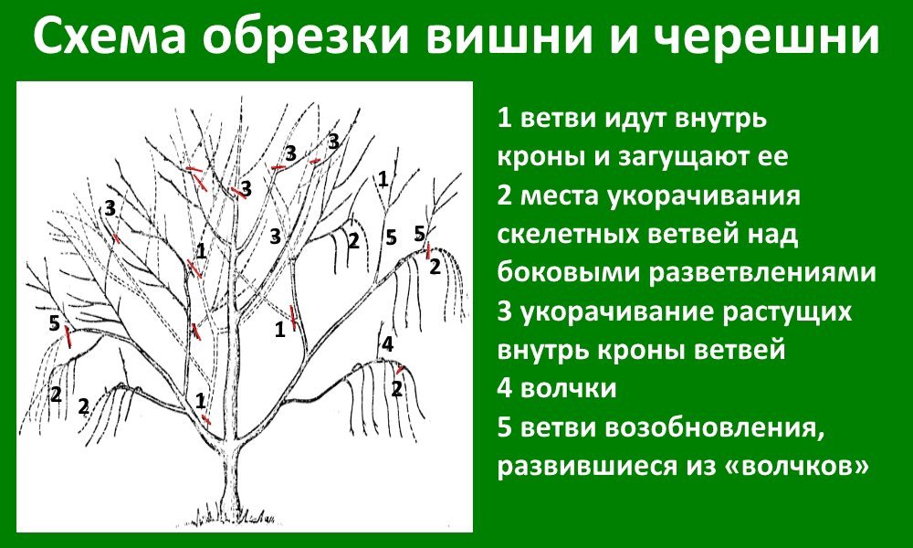 Описание и советы по выращиванию ранней черешни Ипуть