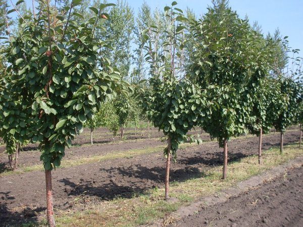 Описание и выращивание гибрида вишни и черешни Дюк