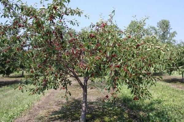 Описание и выращивание гибридного сорта вишни Встреча