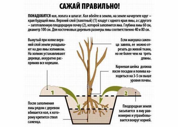 Описание и выращивание осеннего сорта груши Отрадненская