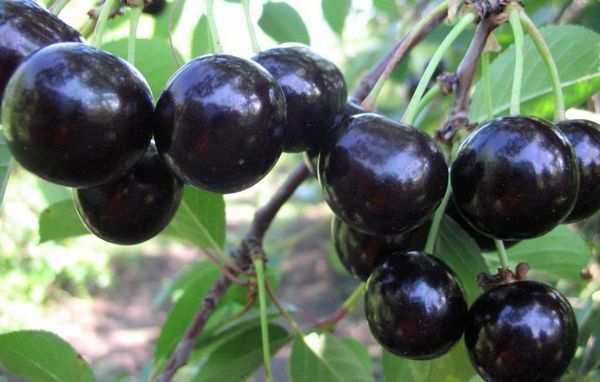 Описание и выращивание украинского сорта вишни Чернокорка