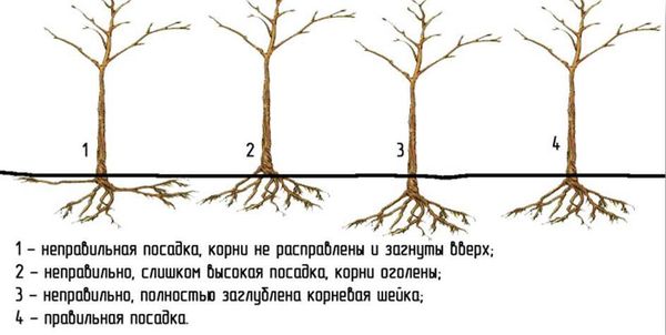Описание летнего сорта колоновидной груши Декора