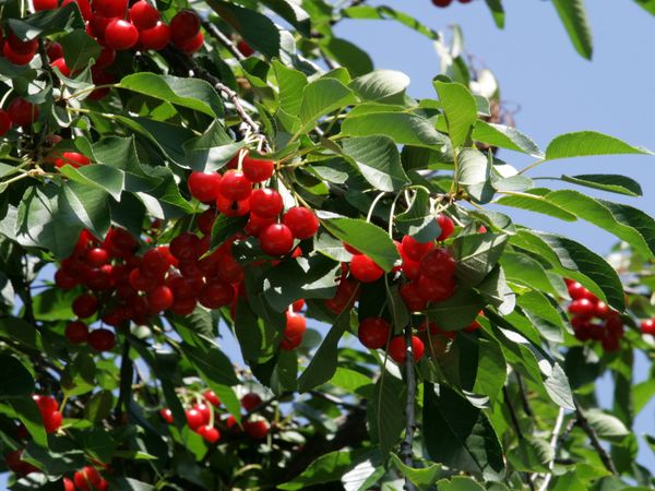 Описание зимостойкой вишни сорта Изобильная