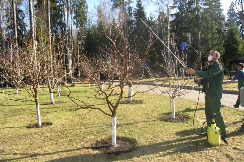 Опрыскивание плодовых деревьев в саду