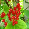 Опрыскивание смородины весной от вредителей