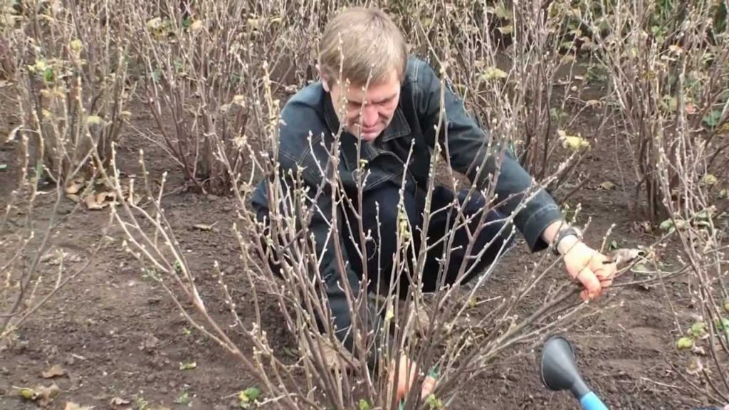Опрыскивание смородины весной от вредителей