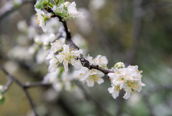 Особенности и правила ухода за деревом яблони весной