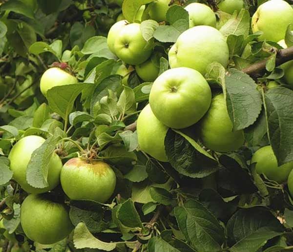 Особенности и разновидности десертной яблони Антоновка