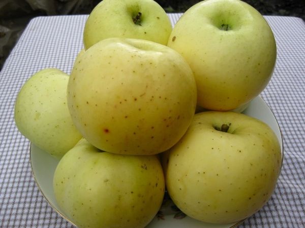 Особенности и разновидности десертной яблони Антоновка