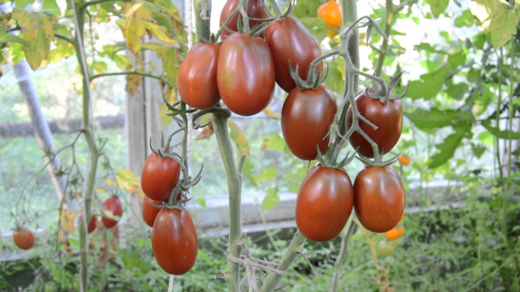 Особенности кистевого сорта томата Черный мавр