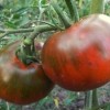 Особенности кистевого сорта томата Черный мавр