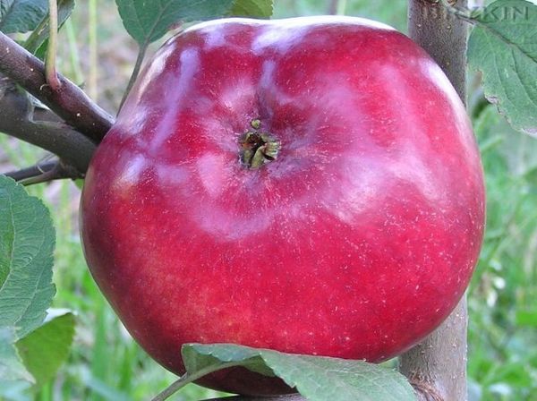 Особенности осенней канадской яблони сорта Макинтош