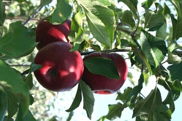 Особенности выращивания и прививки дикой яблони