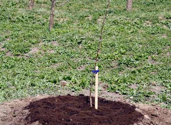 Особенности выращивания яблони литовской селекции Ауксис