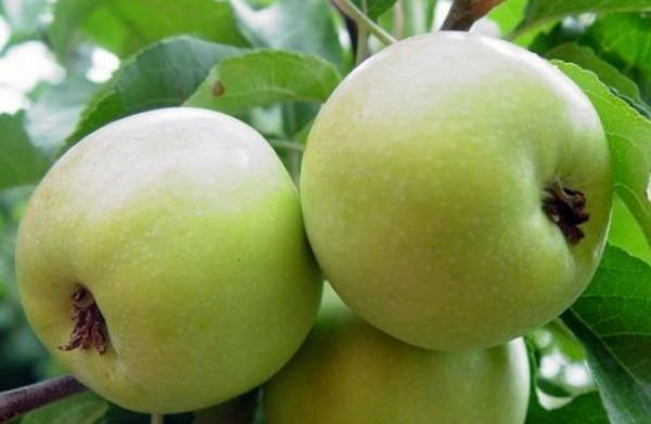 Особенности выращивания карликовой яблони Чудное