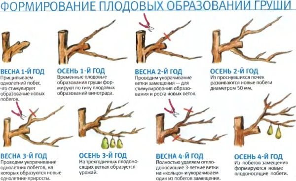 Особенности выращивания летней груши Россошанская красивая