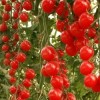 Особенности выращивания томатов сорта Демидов
