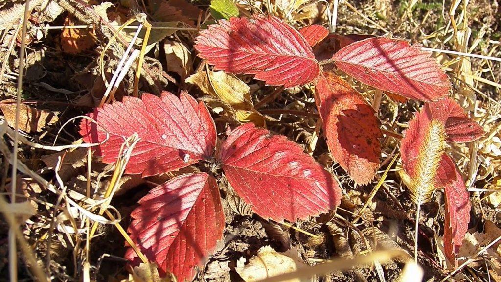 Почему у клубники краснеют листья