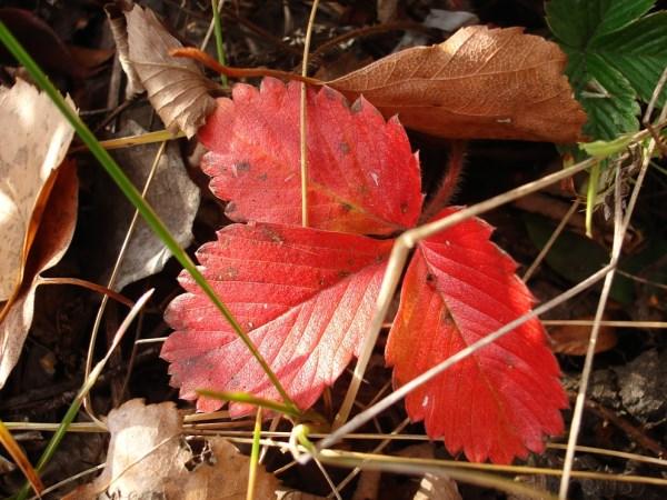 Почему у клубники краснеют листья