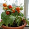 Помидоры “Балконное чудо”: методы выращивания и ухода