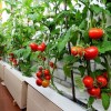 Помидоры “Балконное чудо”: методы выращивания и ухода