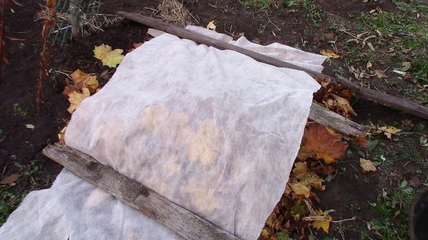 Посадка нарциссов и уход в открытом грунте: можно ли высаживать луковицы цветов осенью 2023 или лучше подождать до весны