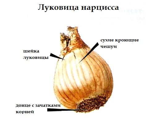 Посадка нарциссов и уход в открытом грунте: можно ли высаживать луковицы цветов осенью 2023 или лучше подождать до весны