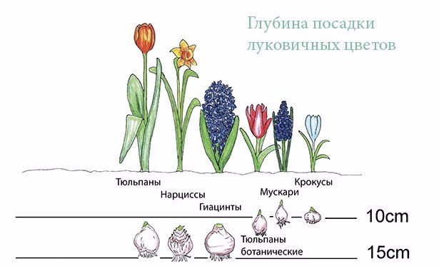 Посадка нарциссов и уход в открытом грунте: можно ли высаживать луковицы цветов осенью 2023 или лучше подождать до весны