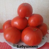 Правила посадки и выращивания крупноплодного томата Бабушкино