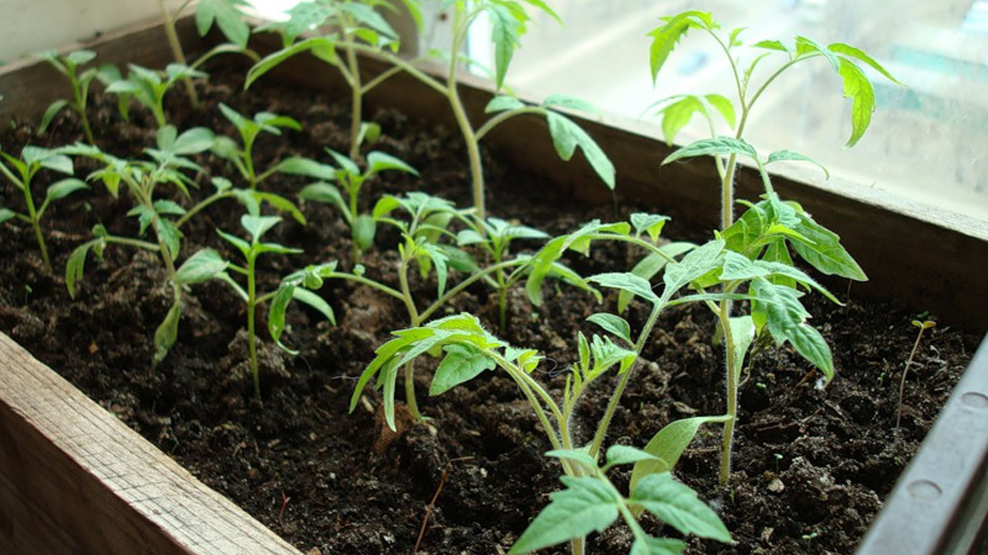 Правила посадки и выращивания крупноплодного томата Бабушкино