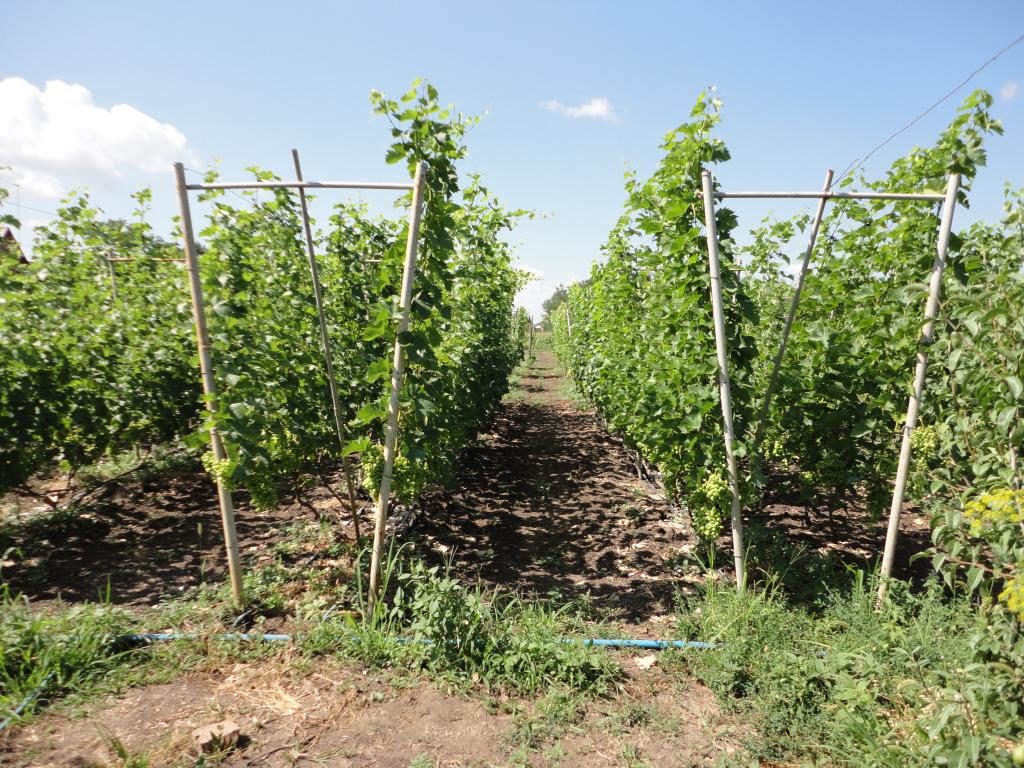 Правила посадки винограда в средней полосе