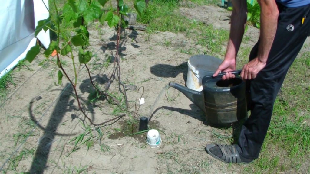 Правила посадки винограда в средней полосе